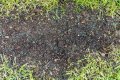 Can you plant grass seed on wet soil? check this out – plant grass seed before or after rain
