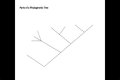 Which is the best definition of a phylogenetic tree quizlet? check this out – which is the best definition of a phylogenetic tree